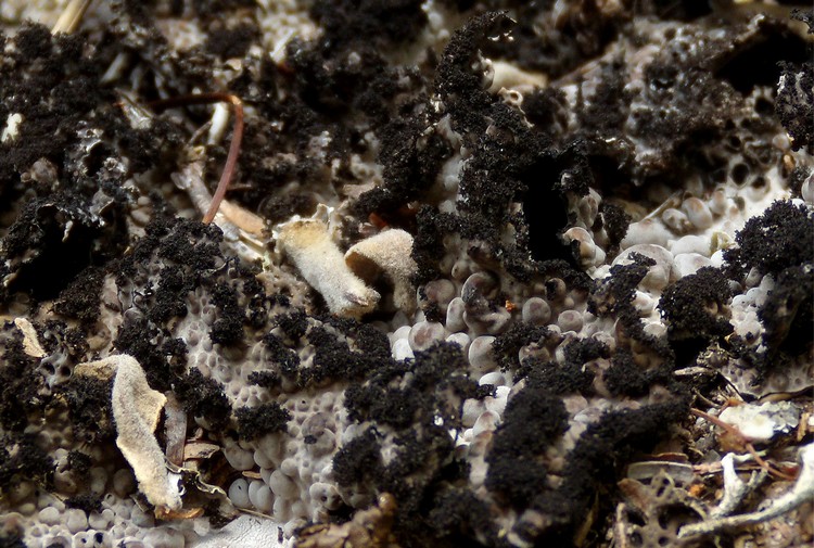 Lasallia pustulata. Lichene c�rso 4